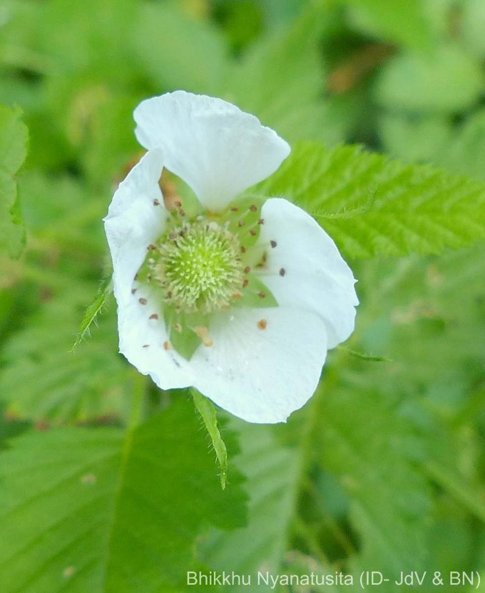Rubus rosifolius Sm.